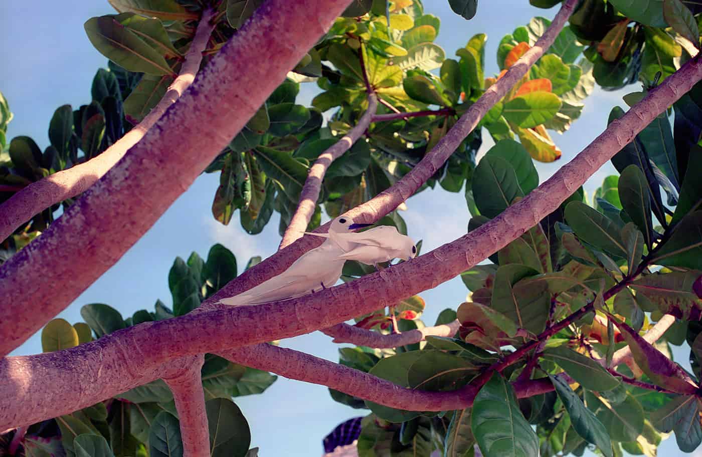 Seychellen Bird Island