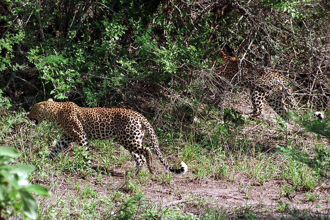 Suedafrika Leoparden 011