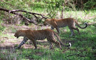 South Africa - Leopards