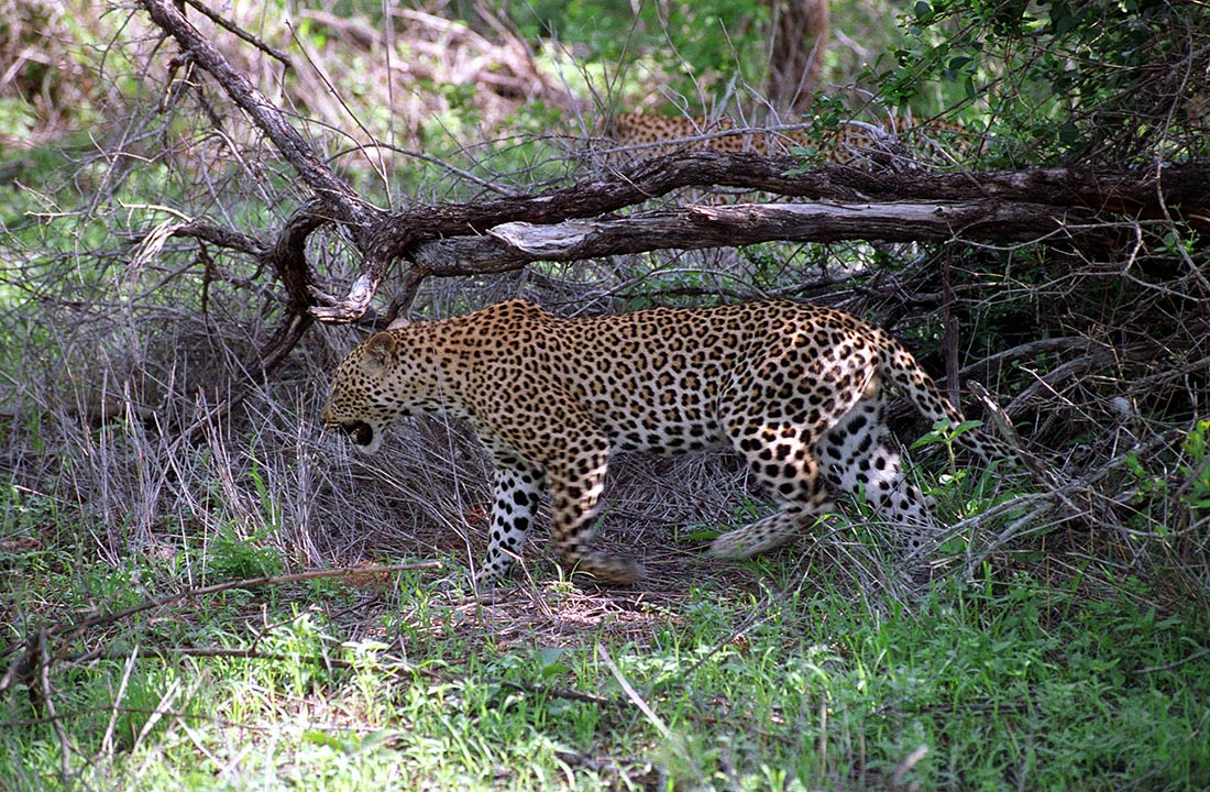 Suedafrika Leoparden 013