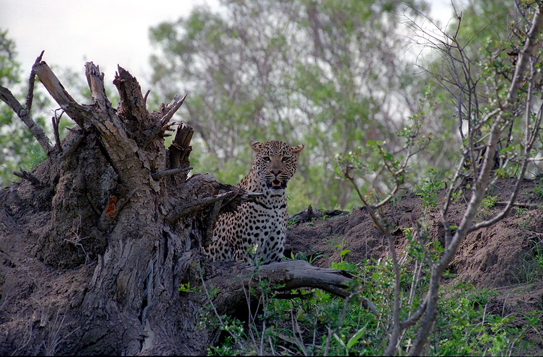 Suedafrika Leoparden 014