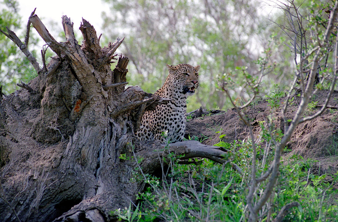 Suedafrika Leoparden 016