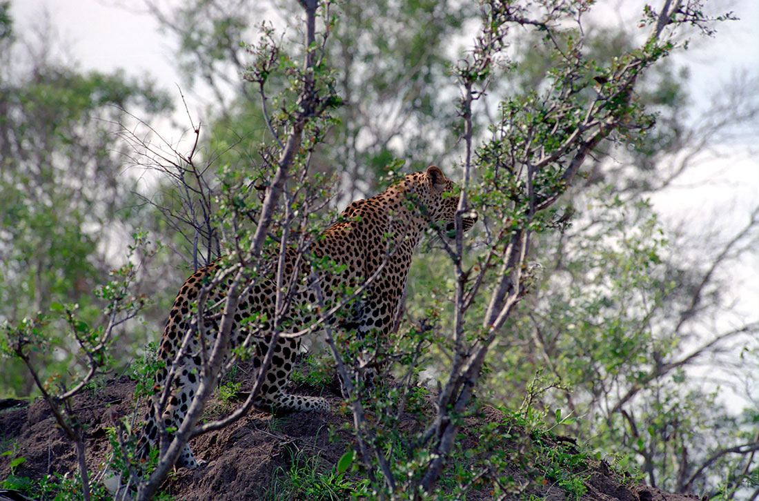 Suedafrika Leoparden 017