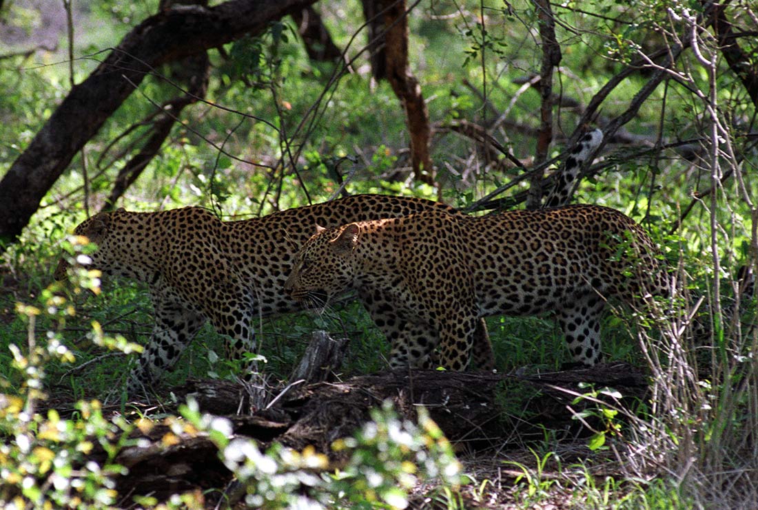 Südafrika - Leoparden