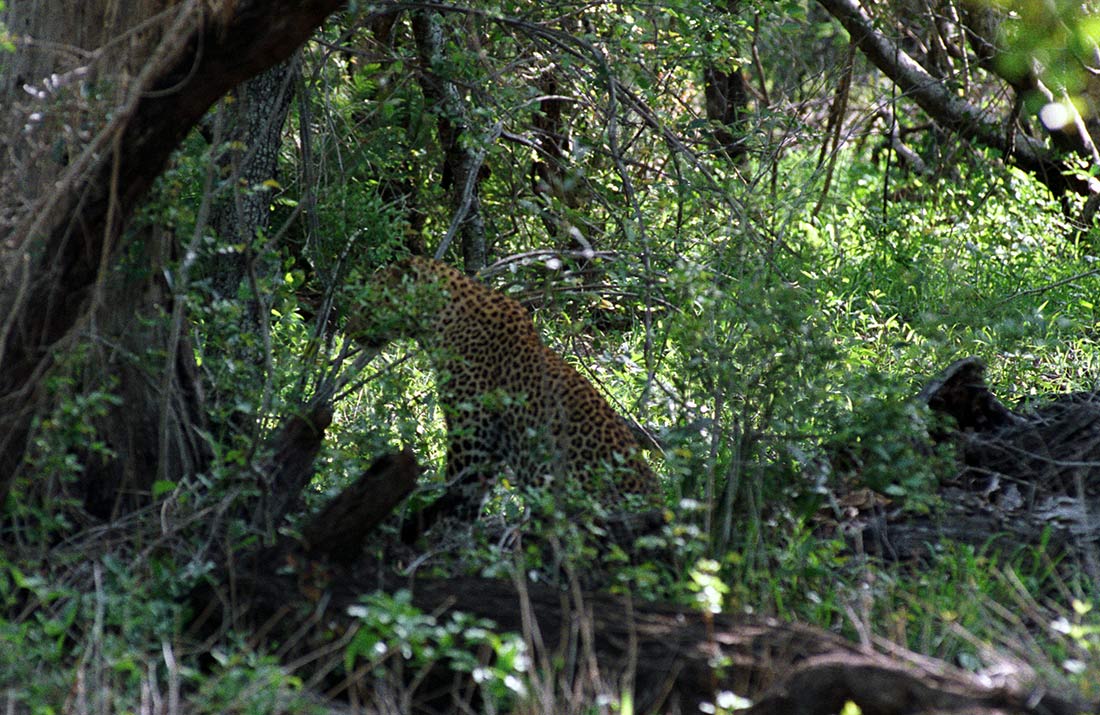 Suedafrika Leoparden 019