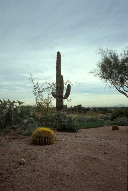 Arizona - Tempe