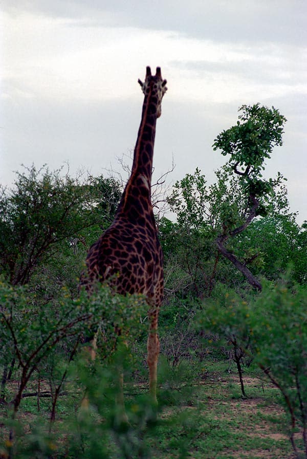 OnTourWorld Südafrika Ngala Lodge Giraffen