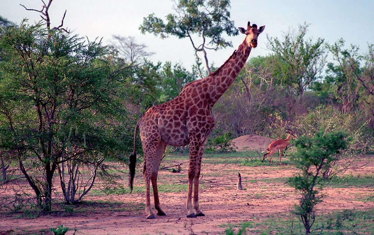 OnTourWorld Südafrika Ngala Lodge Giraffen