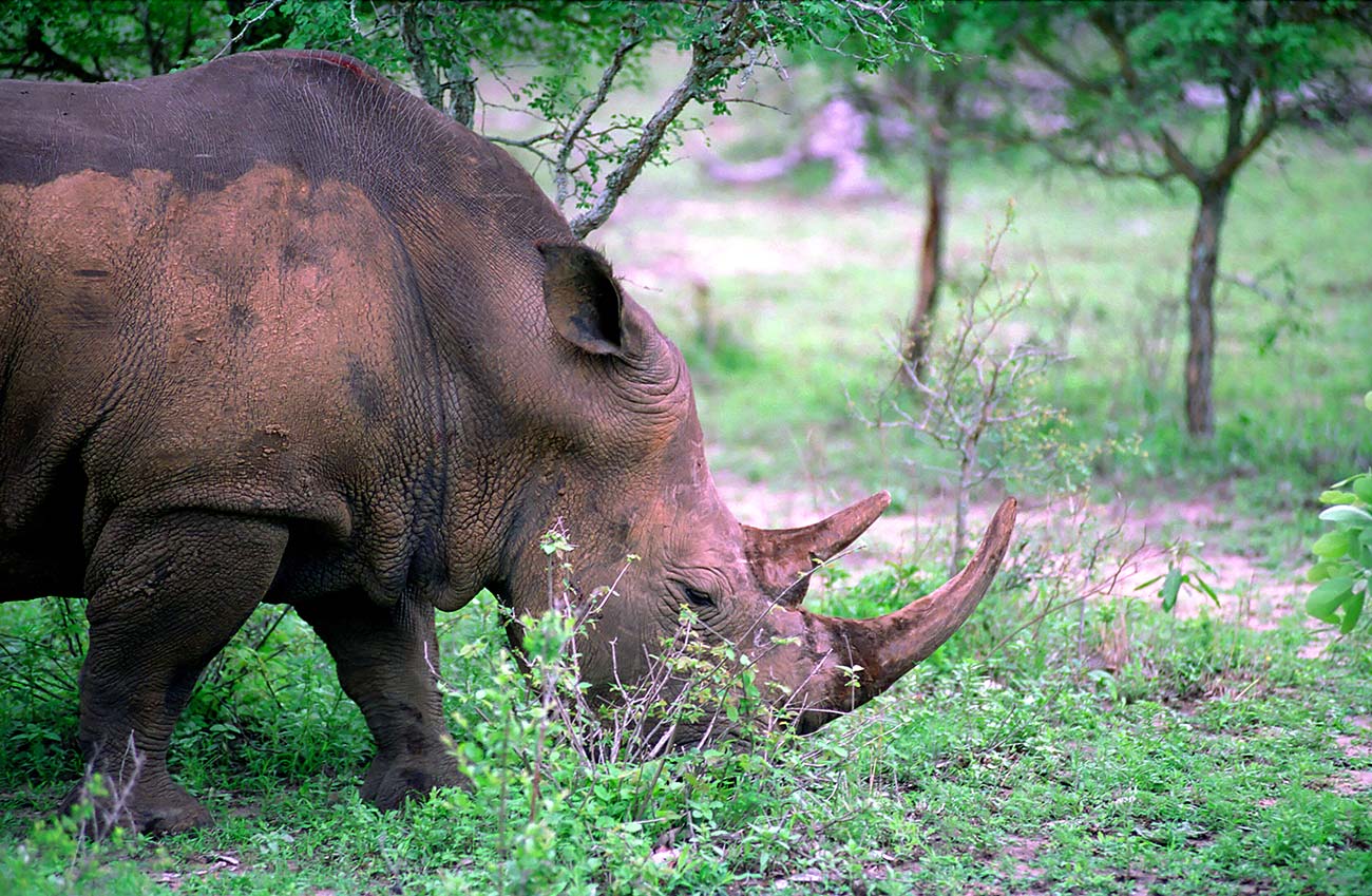 Südafrika - Nashörner