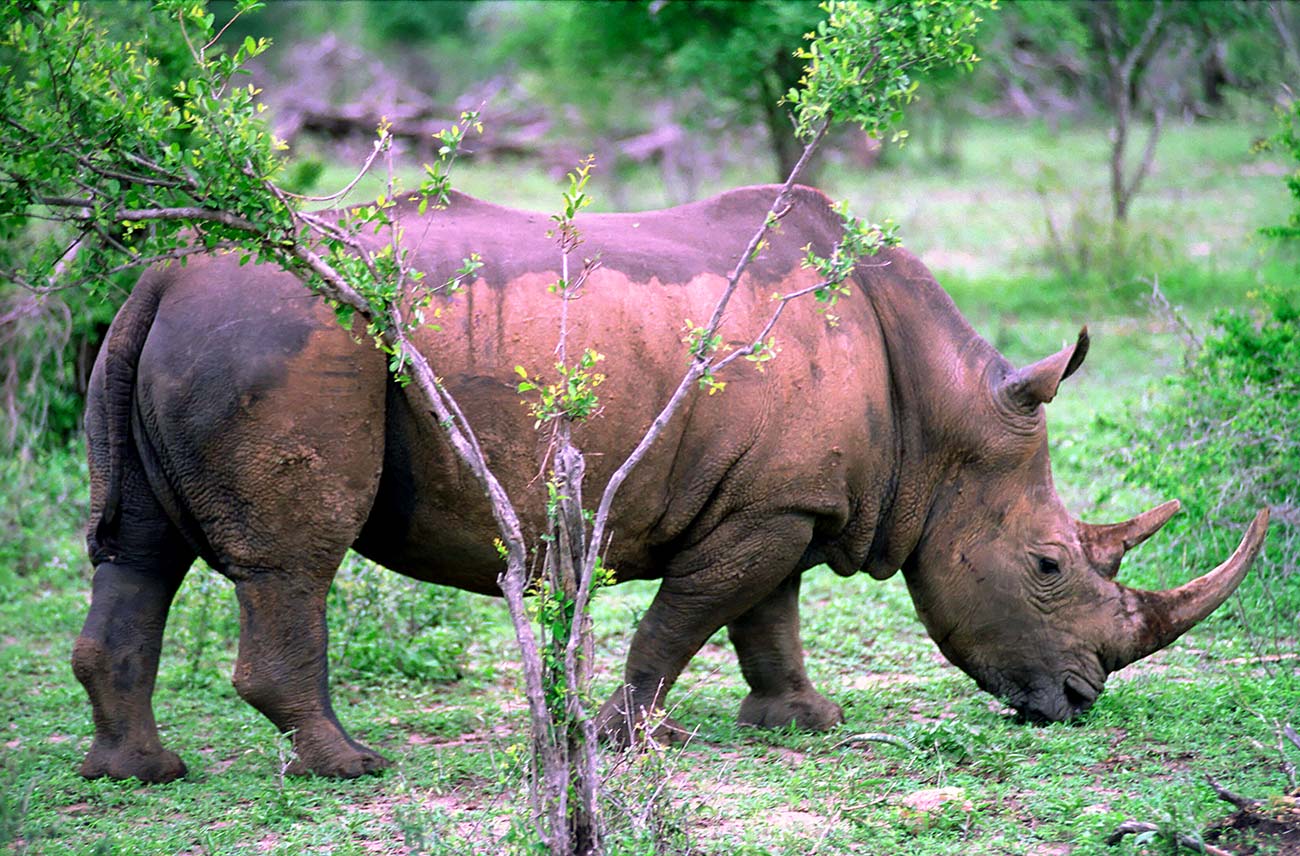 South Africa - Rhinos