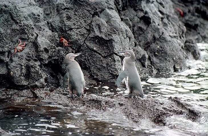Galapagos - penguins