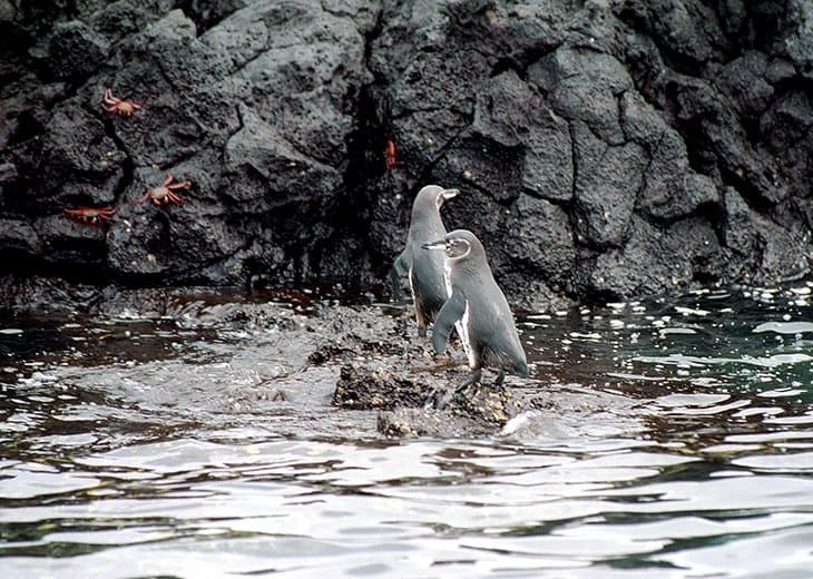 Galapagos - Birds - Pinguine