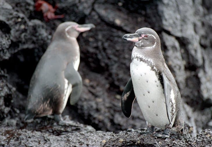 Galapagos - penguins