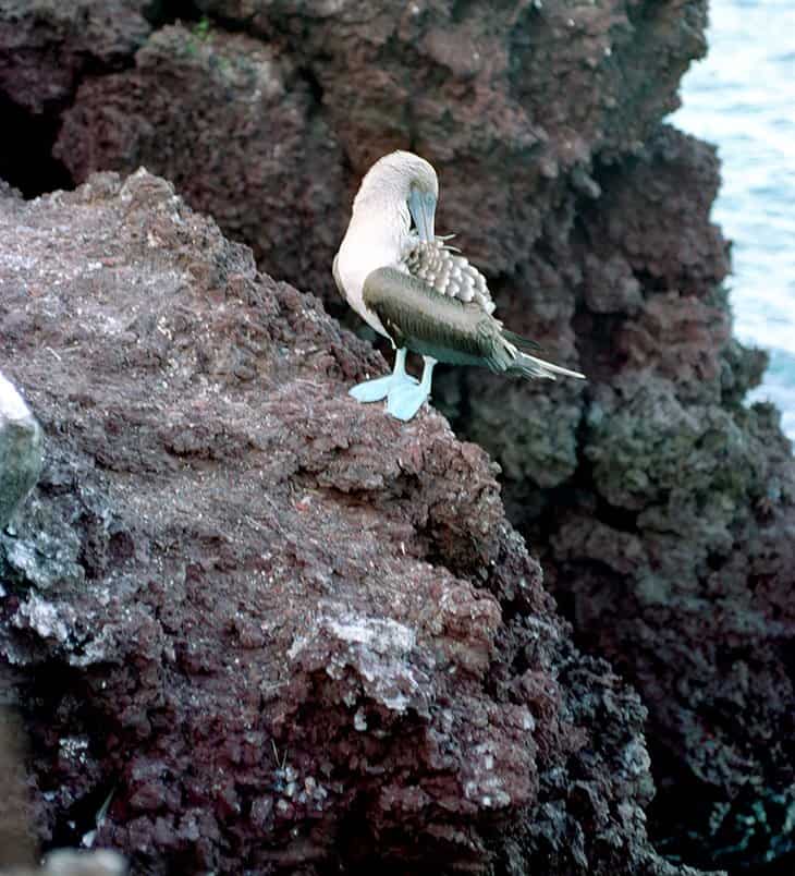 Galapagos - Blue-footed booby