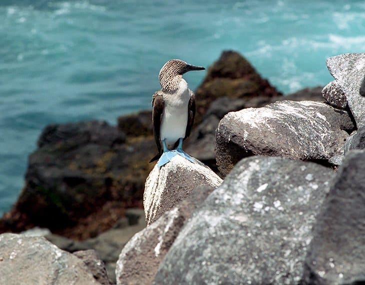 Galapagos - Birds - Blaufusstölpel