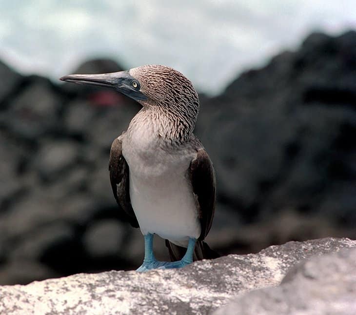 Galapagos - Birds - Blaufusstölpel