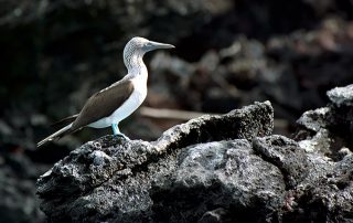 Galapagos - Birds - Blaufusstölpel