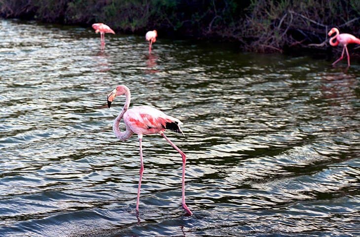 galapagos flamingos 301