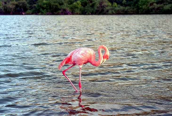 Galapagos - Flamingos
