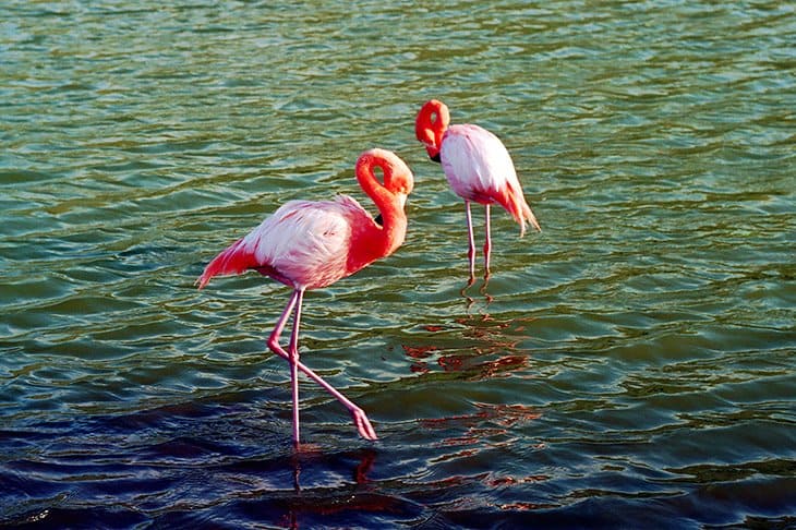 Galapagos - Tierexpedition - Flamingos