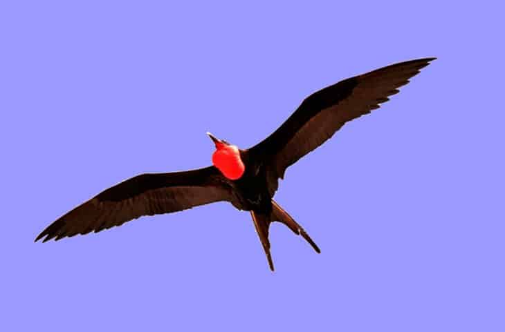 Galapagos - Birds - Fregattvögel