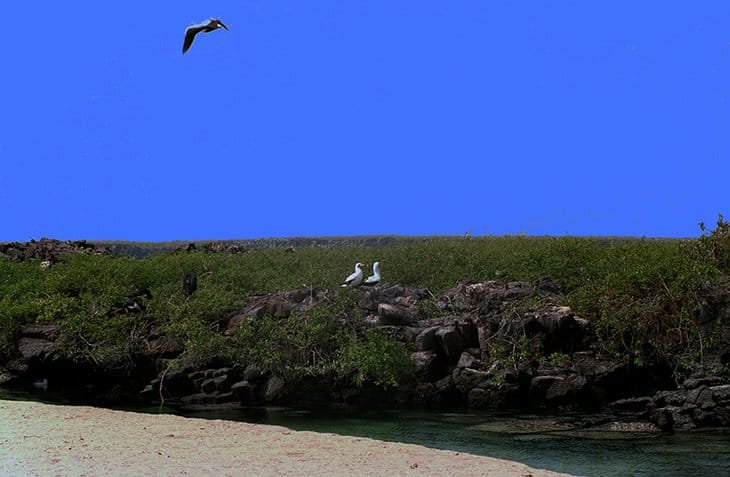 Galapagos - Frigatebirds