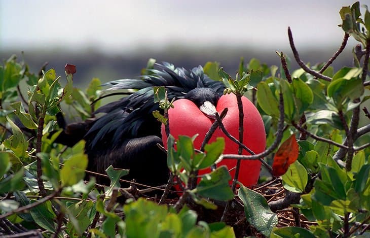 Galapagos - Birds - Fregattvögel