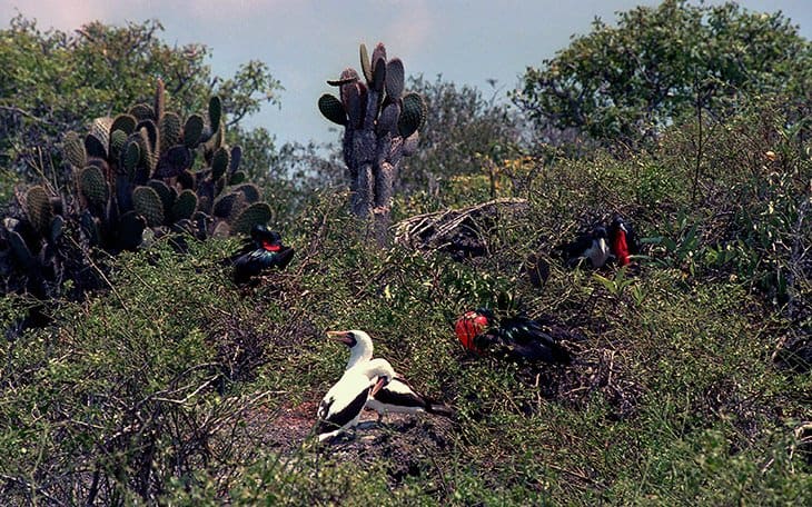 Galapagos - Frigatebirds
