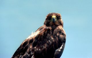 Galapagos - Birds - Greifvögel