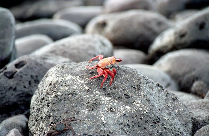 Galapagos - crabs