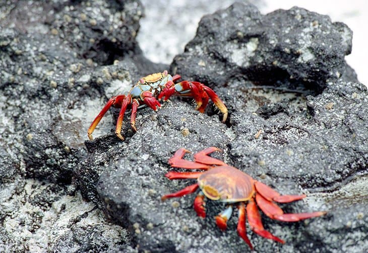 Galapagos - crabs