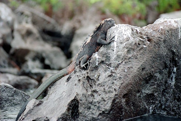 Galapagos - Tierexpedition - Leguane und Echsen