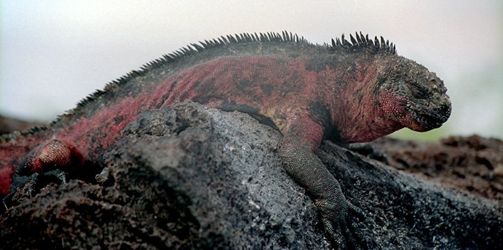 Galapagos - iguanas & lizards
