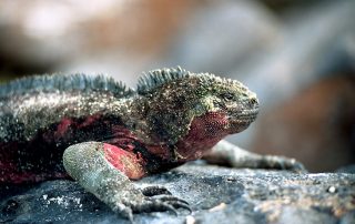 Galapagos - Tierexpedition - Leguane und Echsen