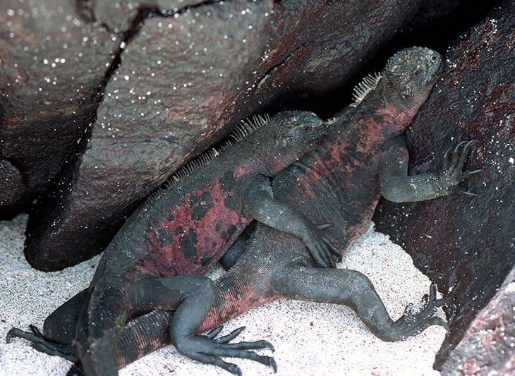 Galapagos - iguanas & lizards