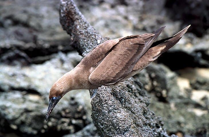 Galapagos - Birds - Rails Herons Pelikans