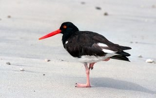 Galapagos - Birds - Rallen Reiher Pelikane