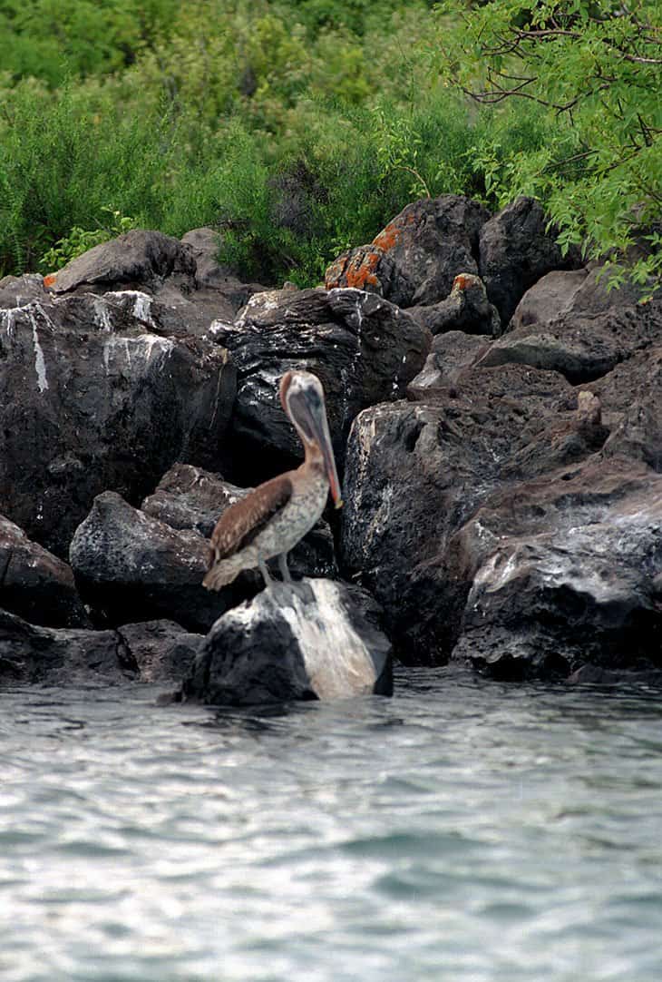 Galapagos - Birds - Rallen Reiher Pelikane