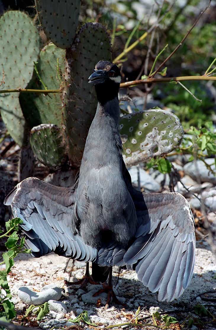 Galapagos - Birds - Rallen Reiher Pelikane