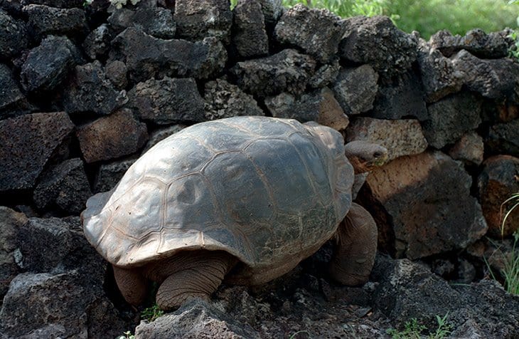 Galapagos - turtles