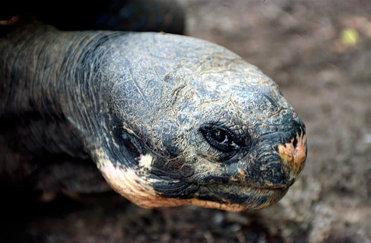 Galapagos - turtles