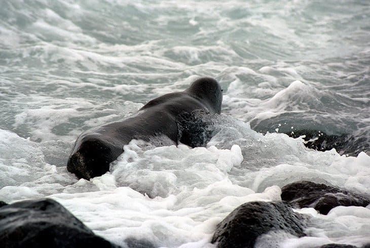 Galapagos - seals and sea lions