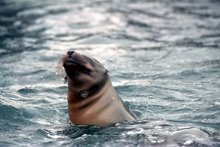 Galapagos - Robben - Seelöwen