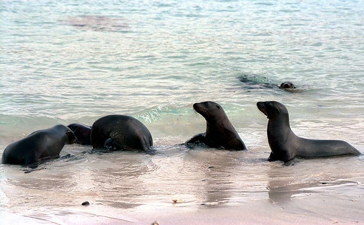 Galapagos - Robben - Seelöwen
