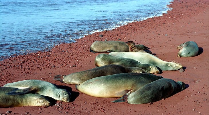 Galapagos - seals and sea lions