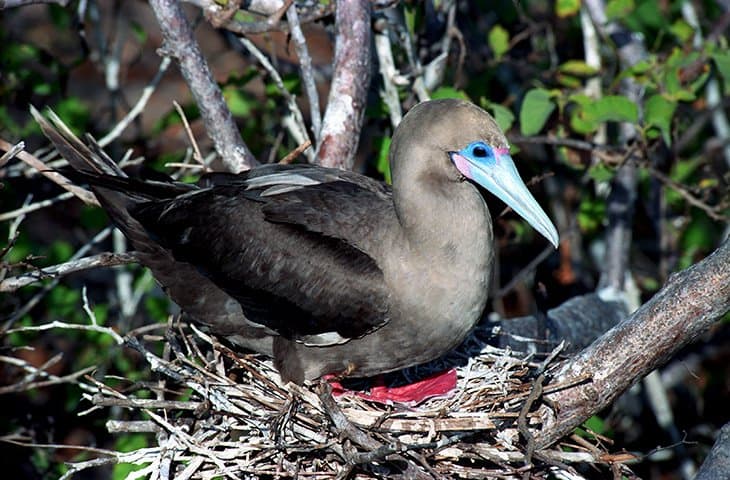 Galapagos - Birds - Rotfusstölpel