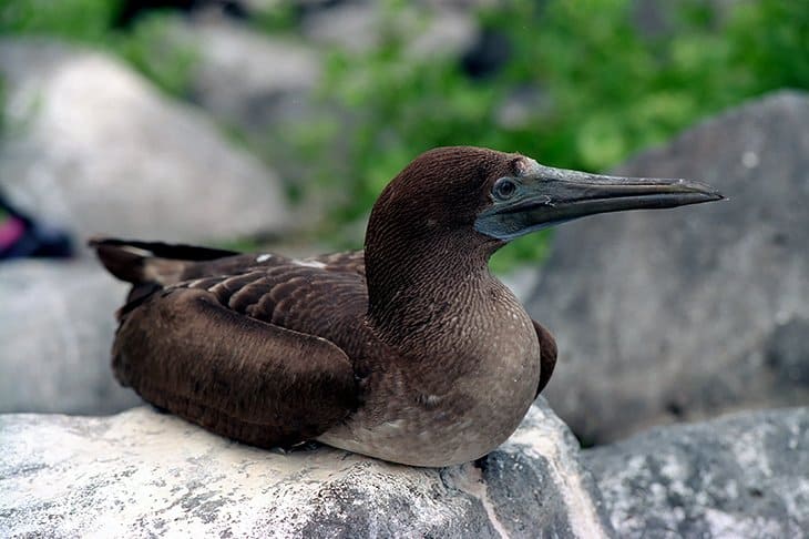 Galapagos - Birds - Rotfusstölpel