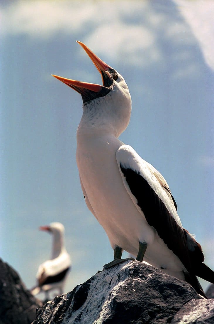 Galapagos - Birds - Gannetsl