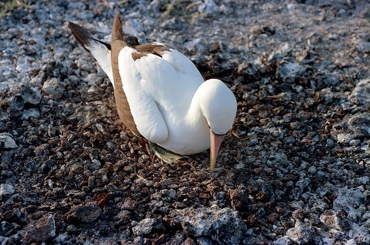 Galapagos - Birds - Tölpel