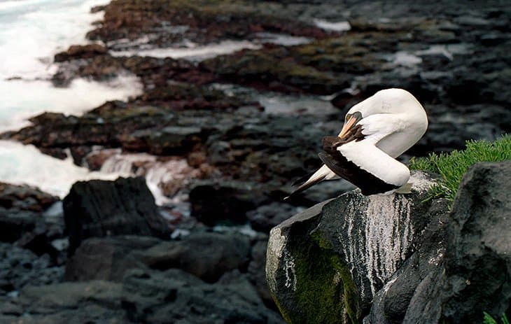 Galapagos - Birds - Gannetsl